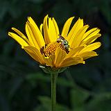 Yellow Flower, Green Bee_01283